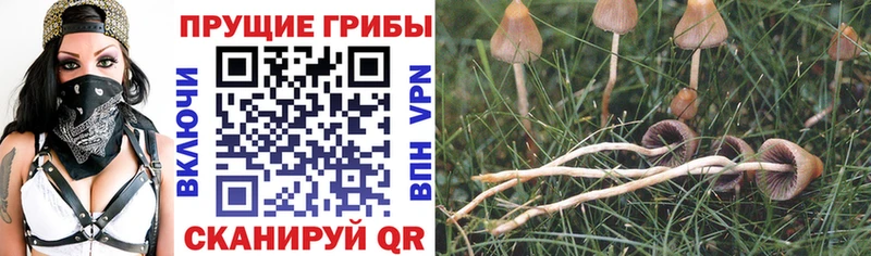 Купить закладки  Дегтярск  Галлюциногенные грибы Cubensis 